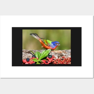 Painted Bunting Male Bird Posters and Art